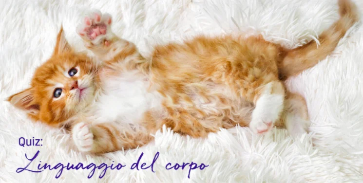 Conoscere il body language del gatto